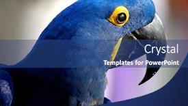  Presentation with parrot - Beautiful presentation theme featuring beaytiful-indigo-blue-parrot backdrop and a ocean colored foreground