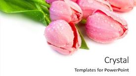  Presentation with flowers border - Cool new slide set with beaytiful tulips flowers with waterdrops backdrop and a white colored foreground