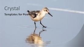  Presentation with water - Presentation design consisting of becasseau-sanderling-calidris-alba background and a light blue colored foreground