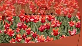  Presentation with gardens - Slide deck having bed-of-red-colorful-tulip background and a red colored foreground