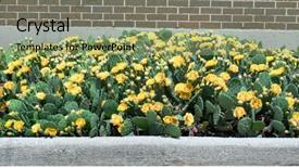  Presentation with pear - PPT theme enhanced with bed of yellow prickly pear background and a mint green colored foreground