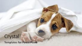  Presentation with puppy - Presentation theme having bed small dog under blanket background and a mint green colored foreground