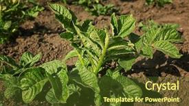  Presentation with potato - PPT layouts with bed with green potato bushes background and a  colored foreground