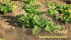  Presentation with beds - PPT theme enhanced with beds with green potato bushes background and a  colored foreground