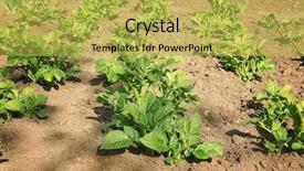  Presentation with potato crop - Beautiful theme featuring beds with green potato bushes backdrop and a  colored foreground