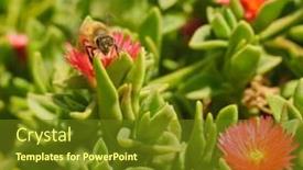  Presentation with honey bee - Audience pleasing theme consisting of bee alighting on a flower to gather nectar to make honey and in the process pollinating the flowers backdrop and a tawny brown colored foreground