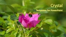  Presentation with bumblebee - Audience pleasing presentation design consisting of bee and bumblebee backdrop and a tawny brown colored foreground