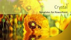  Presentation with bee - PPT theme consisting of bee and flower is in water background and a yellow colored foreground