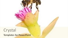  Presentation with bee - Beautiful presentation design featuring bee and flower backdrop and a blonde colored foreground
