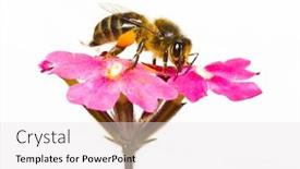 Presentation with bee propolis maroon - Beautiful presentation design featuring bee and flower backdrop and a white colored foreground