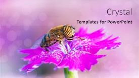  Presentation with pollen - Colorful slide set enhanced with bee-catching-pollen backdrop and a lemonade colored foreground