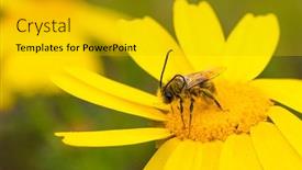  Presentation with pollen - Slide deck with bee-catching-pollen background and a gold colored foreground