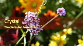  Presentation with pollen - Amazing slide set having bee collecting pollen on purple backdrop and a tawny brown colored foreground
