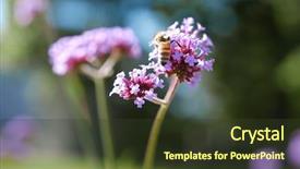  Presentation with pollen - Slide set with bee collecting pollen on purple background and a tawny brown colored foreground
