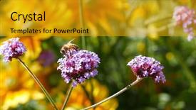  Presentation with pollen - Colorful presentation design enhanced with bee collecting pollen on purple backdrop and a gold colored foreground