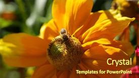  Presentation with pollen - PPT theme having bee collecting pollen on purple background and a tawny brown colored foreground