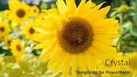  Presentation with pollen - Colorful theme enhanced with bee-collecting-pollen backdrop and a gold colored foreground