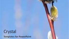  Presentation with pollen - Audience pleasing PPT layouts consisting of bee collecting pollen from the willow backdrop and a light blue colored foreground