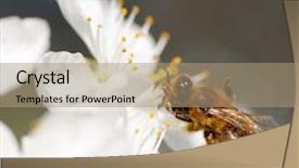  Presentation with bee - Presentation theme with bee collects flower nectar background and a coral colored foreground