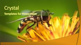  Presentation with bee propolis maroon - Beautiful presentation featuring bee collects nectar from flower backdrop and a tawny brown colored foreground