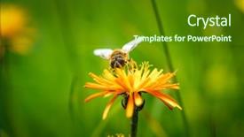  Presentation with filipino quiz bee - Colorful PPT theme enhanced with bee collects nectar from flower backdrop and a tawny brown colored foreground