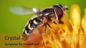  Presentation with filipino quiz bee - Slides featuring bee collects nectar from flower background and a gold colored foreground