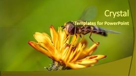  Presentation with filipino quiz bee - Slides featuring bee collects nectar from flower background and a tawny brown colored foreground