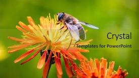  Presentation with bee propolis maroon - Cool new presentation theme with bee collects nectar from flower backdrop and a gold colored foreground