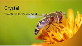  Presentation with flower 3d animation - Cool new slides with bee collects nectar from flower backdrop and a gold colored foreground