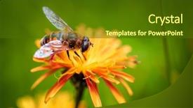  Presentation with bee - Presentation having bee collects nectar from flower background and a tawny brown colored foreground