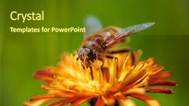  Presentation with bee - Audience pleasing presentation theme consisting of bee collects nectar from flower backdrop and a tawny brown colored foreground