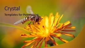  Presentation with bee - Amazing slide deck having bee collects nectar from flower backdrop and a gold colored foreground
