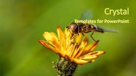  Presentation with spelling bee invitation - Amazing PPT theme having bee collects nectar from flower backdrop and a tawny brown colored foreground