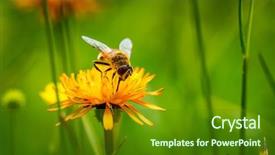 Presentation with honey bee - Colorful PPT theme enhanced with bee collects nectar from flower backdrop and a  colored foreground