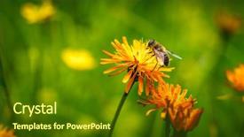  Presentation with bee - PPT theme with bee collects nectar from flower background and a tawny brown colored foreground
