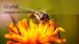  Presentation with bee - Colorful slide set enhanced with bee collects nectar from flower backdrop and a  colored foreground