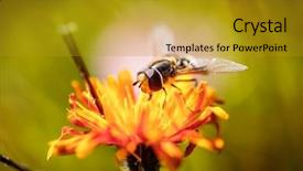  Presentation with honey bee kids - Slide deck having bee collects nectar from flower background and a  colored foreground