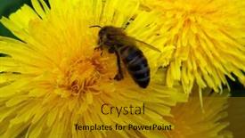  Presentation with bee - Audience pleasing slide deck consisting of bee collects nectar of a dandelion backdrop and a gold colored foreground