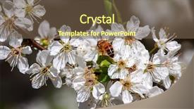  Presentation with pollen - Slides with bee collects pollen from white flowers on flowering tree branch in spring background and a tawny brown colored foreground