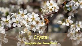  Presentation with pollen - Slides having bee collects pollen from white background and a violet colored foreground