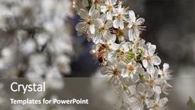 Presentation with pollen - Presentation theme consisting of bee collects pollen from white flowers on flowering tree background and a gray colored foreground