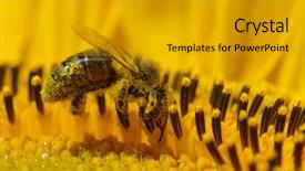  Presentation with pollen - Amazing PPT theme having collects pollen in the sunflower backdrop and a gold colored foreground
