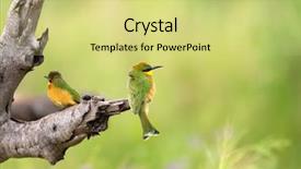  Presentation with serengeti africa - Slides with bee eater bird in green background and a yellow colored foreground