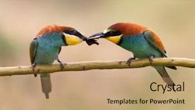  Presentation with insect - Slide set enhanced with bee eater giving a insect background and a coral colored foreground