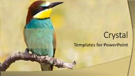  Presentation with bee - Colorful PPT layouts enhanced with bee-eater perched backdrop and a lemonade colored foreground
