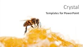  Presentation with honey bee honeycomb - Slide set having bee-eating-honey background and a white colored foreground