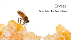  Presentation with honey bee honeycomb - PPT layouts enhanced with bee-eating-honey background and a white colored foreground