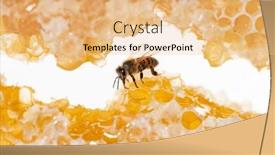  Presentation with honey bee hive - Presentation consisting of bee-eating-honey background and a  colored foreground