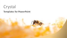  Presentation with honey bee honeycomb - Presentation design having bee-eating-honey background and a white colored foreground