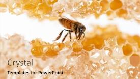  Presentation with honey bee honeycomb - Theme featuring bee-eating-honey background and a lemonade colored foreground